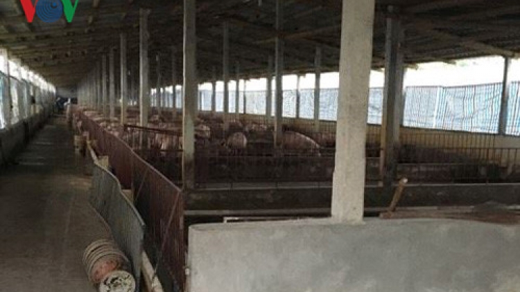 Giá lợn thịt tại tỉnh Đồng Nai nhiều tháng qua giảm sâu tới mức kỷ lục, 25 nghìn/kg, nhiều hộ chăn nuôi đứng bên bờ vực phá sản (Thời sự trưa 20/4/2017)
