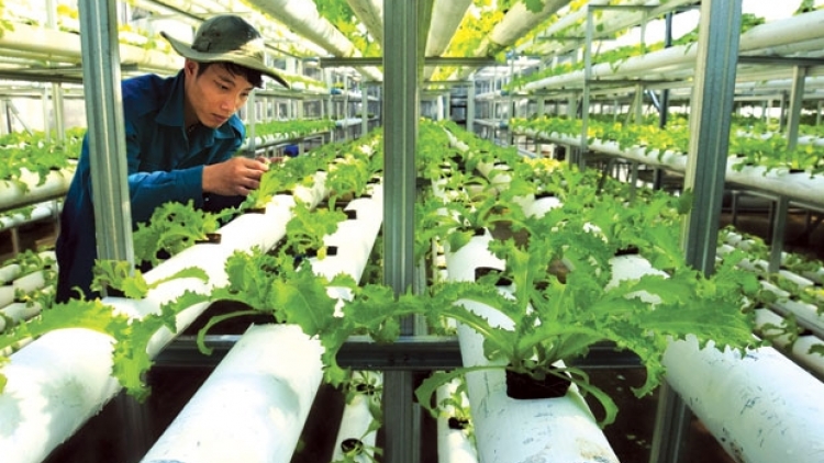 Gỡ khó để phát triển nông nghiệp công nghệ cao (25/4/2017)