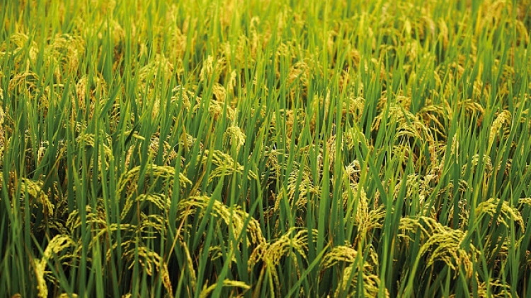 Những lưu ý đối với người nông dân ở các tỉnh phía Bắc trong việc bảo vệ lúa xuân, chuẩn bị triển khai vụ Hè thu 2017. (31/5/2017)