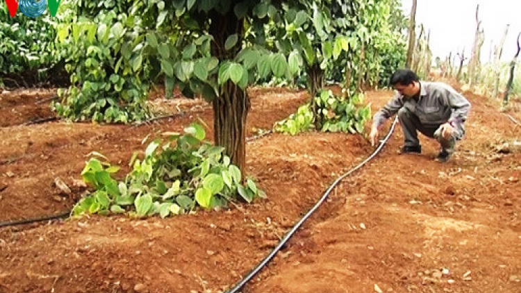 Tưới tiết kiệm: Giải pháp lâu dài thích ứng biến đổi khí hậu (25/5/2017)