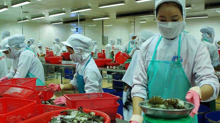 Giải pháp nào để ngành tôm Việt Nam phát triển bền vững? (04/6/2017)