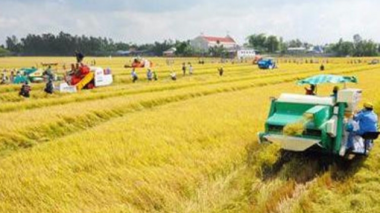 Liên kết nhà nông và doanh nghiệp: Làm giàu từ lúa lai (9/6/2017)