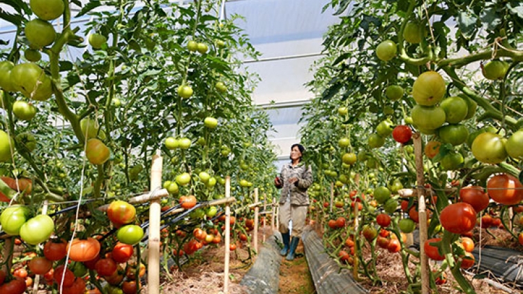 Nông nghiệp sạch góp phần nâng cao thu nhập (27/6/2017)