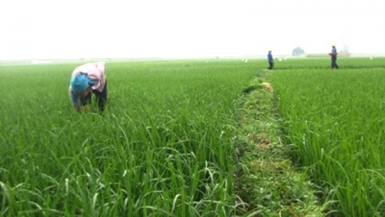 Người kỹ sư bỏ phố về quê làm nông nghiệp: Cung cấp cho xã hội những thực phẩm an toàn (26/6/2017)