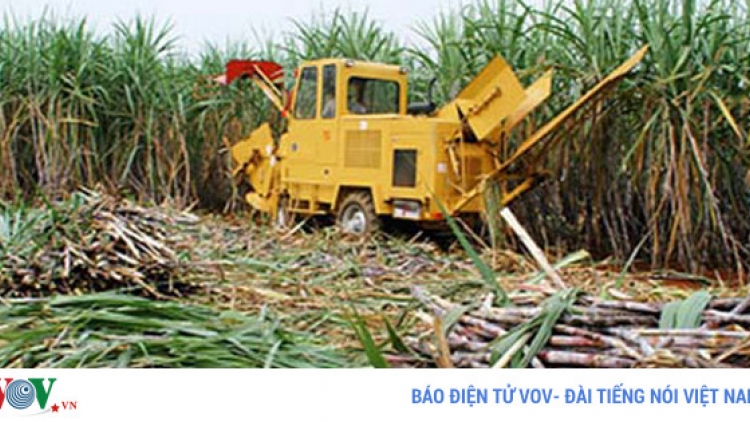 Lượng đường tồn kho trên cả nước xấp xỉ 750.000 tấn, cao nhất từ trước đến nay (Thời sự trưa 13/6/2017)