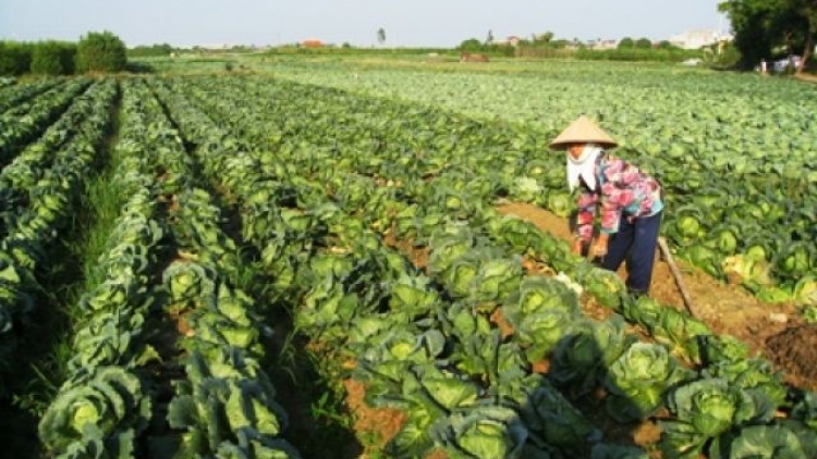 Huyện Gia Lộc, tỉnh Hải Dương trồng bắp cải VietGap xuất khẩu (17/6/2017)