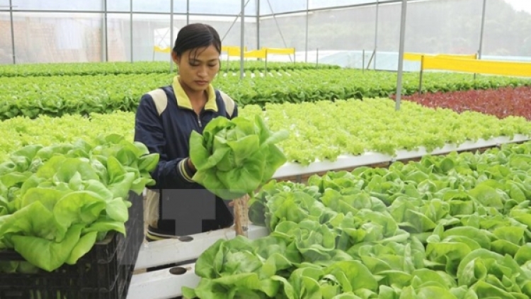 Lời giải nào cho bài toán nông nghiệp công nghệ cao (24/6/2017)