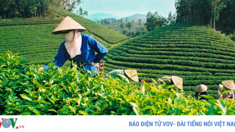 Nâng cao sức cạnh tranh cho ngành chè Việt Nam (23/7/2017)