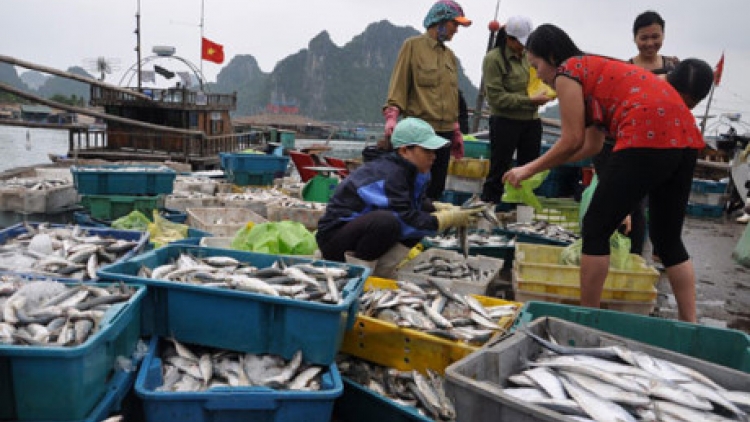 Bộ Nông nghiệp và Phát triển nông thôn yêu cầu tiếp tục dừng khai thác hải sản tầng đáy trong phạm vi 20 hải lý gần bờ, đối với 4 tỉnh miền Trung (Thời sự trưa 02/7/2017)