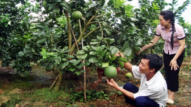 Quản lý sâu bệnh hại trên cây có múi (22/7/2017)