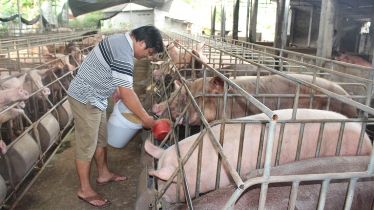 Lợi hơi tăng giá, người chăn nuôi cẩn trọng khi tái đàn (20/7/2017)