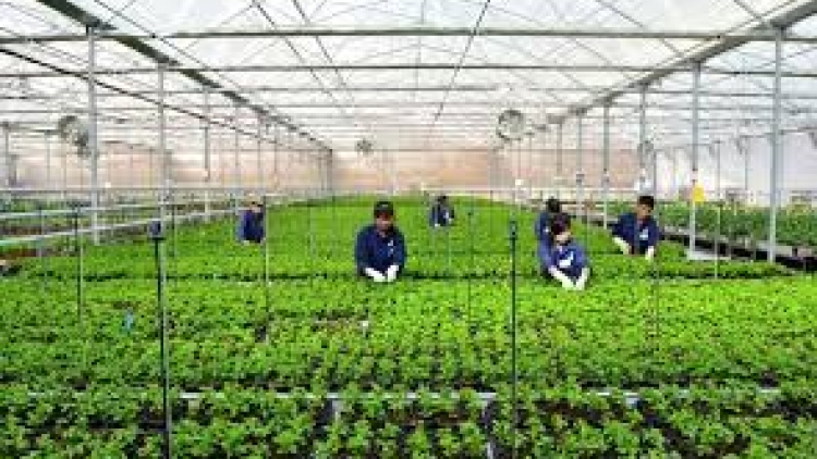 Ứng dụng công nghệ cao đảm bảo tăng trưởng trong nông nghiệp (22/7/2017)