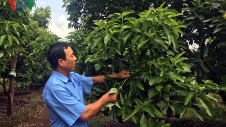 Biến đổi khí hậu ở Tây Nguyên, người làm nông rát mặt (19/7/2017)