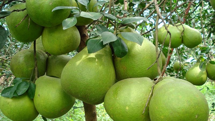 Đồng Nai chưa tận dụng được chỉ dẫn địa lý bưởi Tân Triều. (12/8/2017)