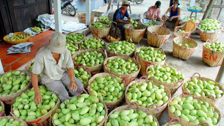 Xuất khẩu xoài sang Úc, mở đường cho trái cây Việt (24/8/2017)