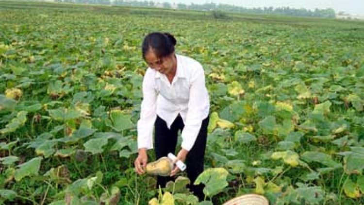 Vĩnh Phúc: Nhiều cách làm sáng tạo trong chuyển đổi cơ cấu cây trồng, vật nuôi (15/8/2017)