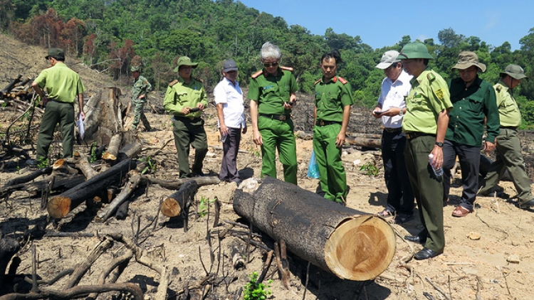 Thủ tướng Nguyễn Xuân Phúc yêu cầu kiểm tra, làm rõ vụ án phá rừng tự nhiên tại huyện An Lão, tỉnh Bình Định (Thời sự đêm 9/9/2017)