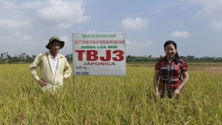 Kỹ thuật trồng và chăm sóc lúa Japonica chất lượng cao  (10/01/2018)