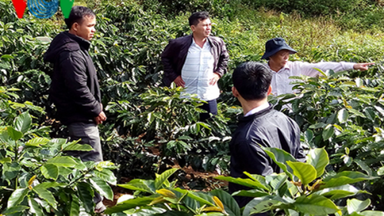 Cây cà phê xứ lạnh hứa hẹn giúp hàng nghìn hộ dân ở Kon Tum thoát nghèo bền vững (21/01/2018)