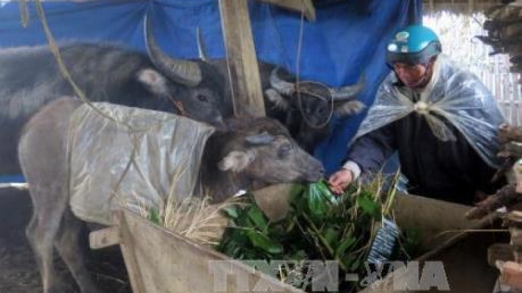 Rét đậm, rét hại kéo dài: Bảo vệ vật nuôi, cây trồng như thế nào để giảm thiểu thiệt hại (12/01/2018)