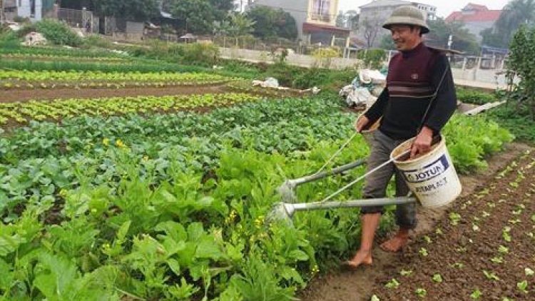Việt Yên, Bắc Giang: Rau vụ đông được mùa, được giá  (24/01/2018)