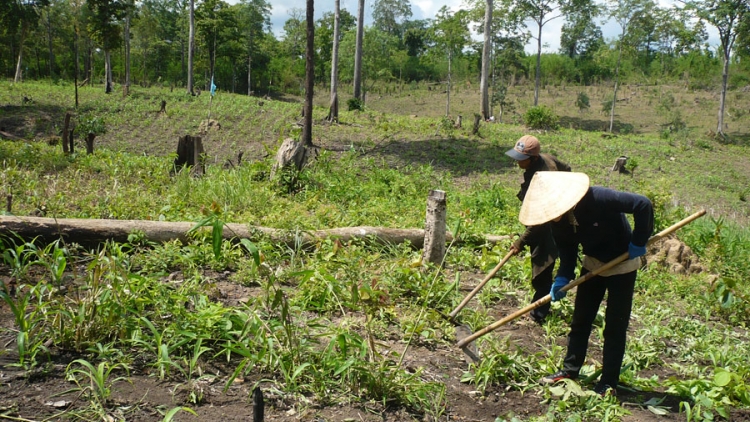 Giám sát của Quốc hội về việc thực hiện quản lý đất đai có nguồn gốc từ nông, lâm trường quốc doanh (8/10/2018)