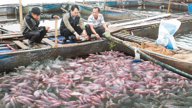 Làm gì để phát huy tiềm năng nuôi cá lồng, mang lại hiệu quả kinh tế? (24/10/2018)