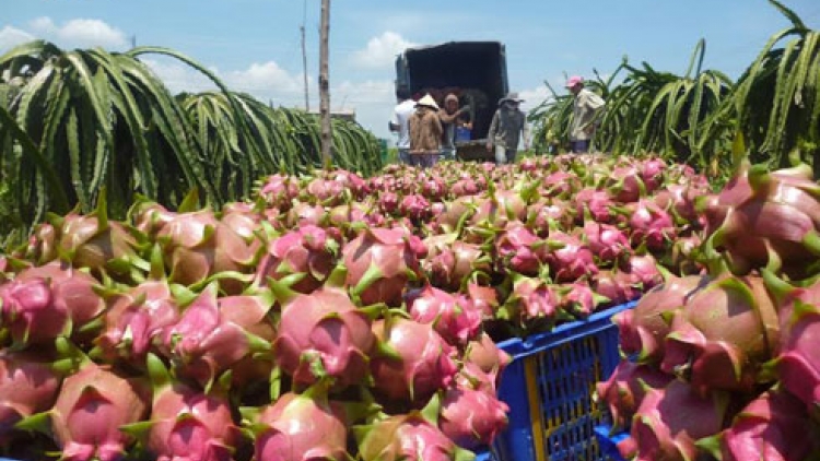 Dự báo thị trường, điểm yếu không chỉ của thanh long (18/10/2018)