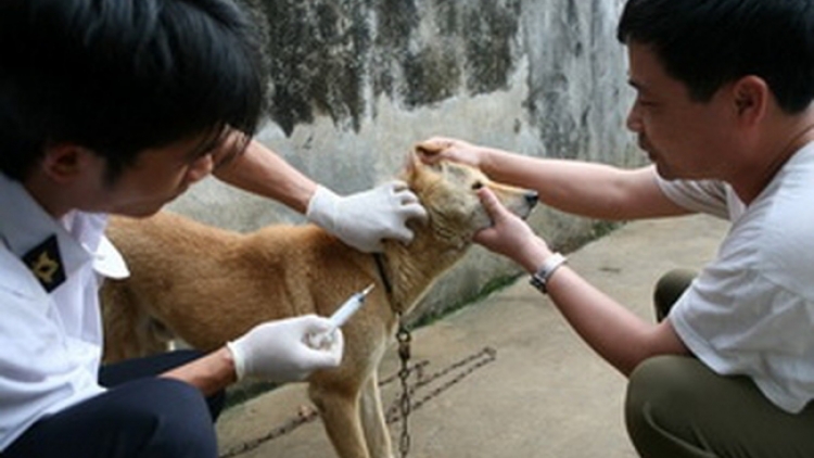 Cảnh báo mối nguy từ bệnh dại (8/10/2018)