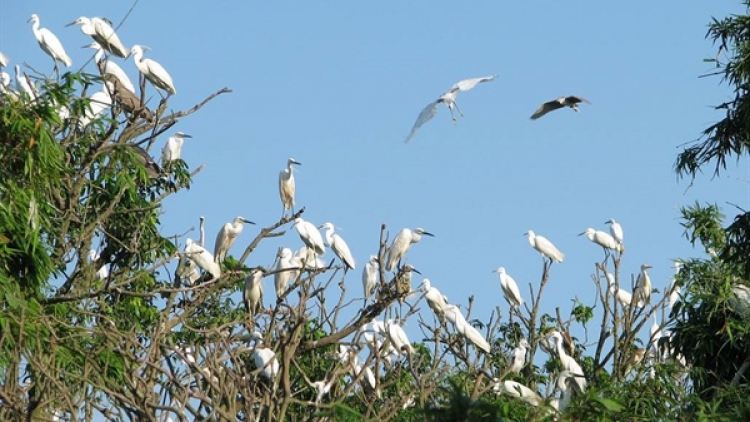 Khám phá đảo cò Chi Lăng Nam (xã Chi Lăng Nam, huyện Thanh Miện, tỉnh Hải Dương), điểm đến hấp dẫn của nhiều du khách (18/11/2018)