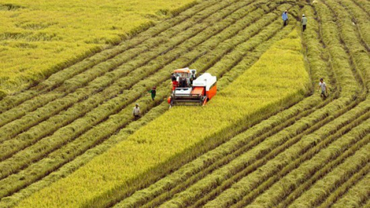 Tích tụ ruộng đất, giải pháp cho sản xuất nông nghiệp hiện đại (10/11/2018)