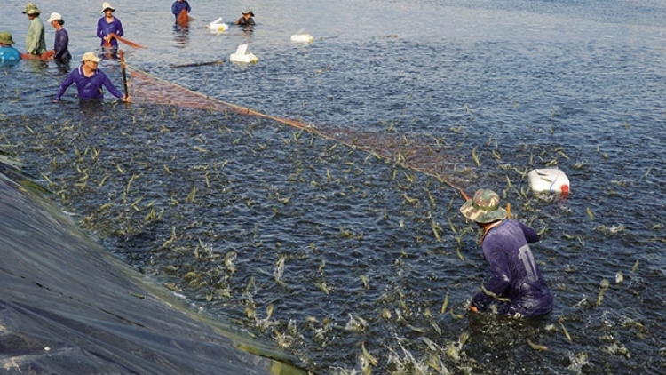 Ngành tôm phát triển, cần có sự thay đổi từ công tác quản lý và tổ chức sản xuất (10/12/2018)