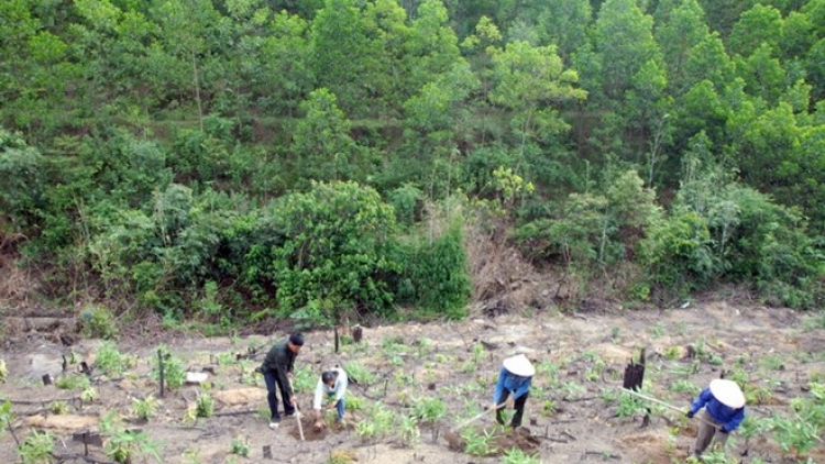 Loạt bài: “Nông nghiệp ứng phó biến đổi khí hậu - Khởi nguồn từ gieo mầm nhận thức”. Bài 1: “Trồng một cây” (24/12/2018)