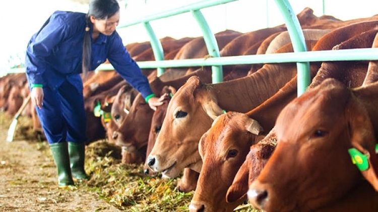 Ngành chăn nuôi trong năm 2018: Có nên chuyển hướng từ lợn sang đại gia súc? (25/2/2018)