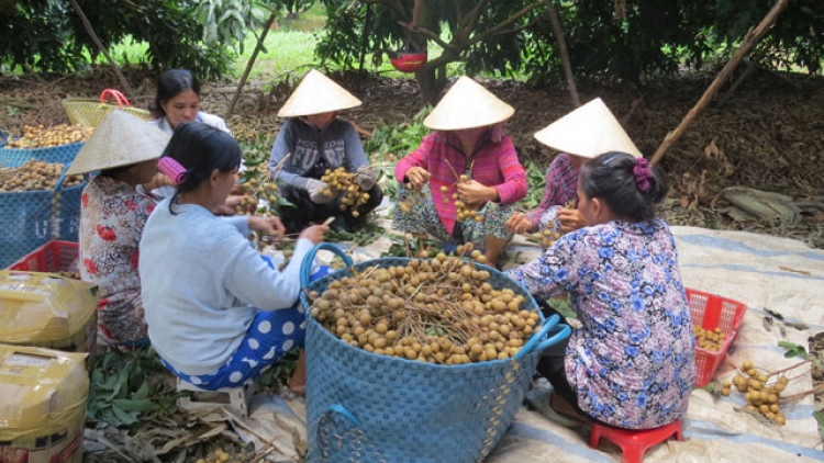 Xã An Nhơn, huyện Châu Thành: Sắc xuân hội quán đất sen hồng (11/2/2018)