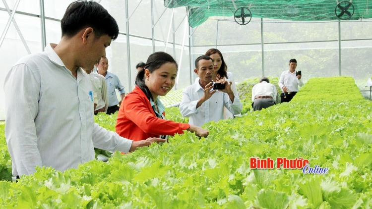 Bình Phước: Ưu tiên phát triển nông nghiệp công nghệ cao (12/02/2018)