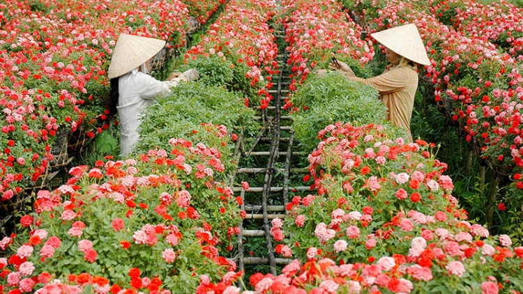 Làng hoa Cái Mơn, Bến Tre khoe sắc ngày giáp Tết  (06/02/2018)