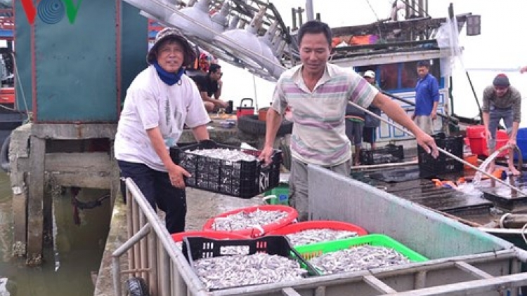 Những ngày đầu năm thời tiết thuận lợi, ngư dân các tỉnh miền Trung cùng nhau ra khơi đánh bắt và đón “lộc” từ biển (Thời sự đêm 20/2/2018)