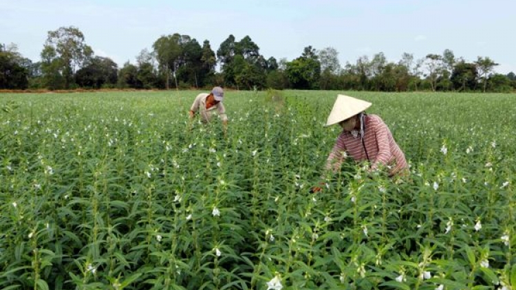 Nguyện vọng của những nông dân sản xuất sạch khu vực Đồng bằng sông Cửu Long trong dịp đầu xuân năm mới. (14/02/2018)