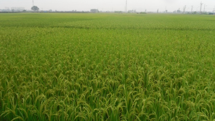 Hà Nam nâng cao giá trị trong sản xuất nông nghiệp (24/02/2018)