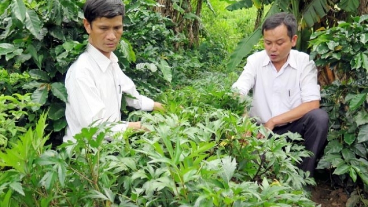 Người dân Kon Tum xuống đồng với cây dược liệu  (19/02/2018)