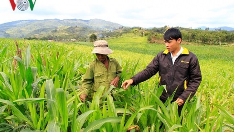Kon Tum: Hiệu quả từ cánh đồng mẫu lớn của người Sê Đăng (22/2/2018)