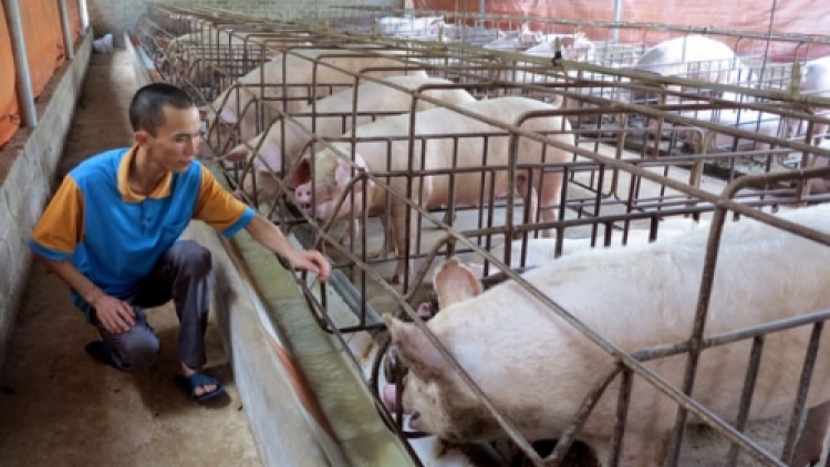 Cơ hội và thách thức đối với ngành chăn nuôi Việt Nam khi Hiệp định CPTPP chính thức có hiệu lực  (24/3/2018)
