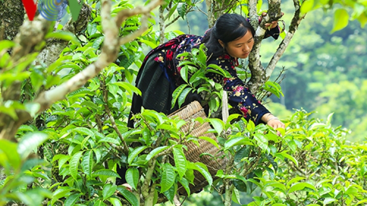 Cây chè, hướng xóa đói giảm nghèo cho đồng bào vùng cao Xà Dề Phìn, huyện Sìn Hồ, tỉnh Lai Châu (27/3/2018)