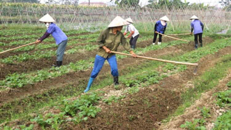 Huyện Việt Yên, tỉnh Bắc Giang- tích tụ ruộng đất, tăng hiệu quả sản xuất  (09/03/2018)