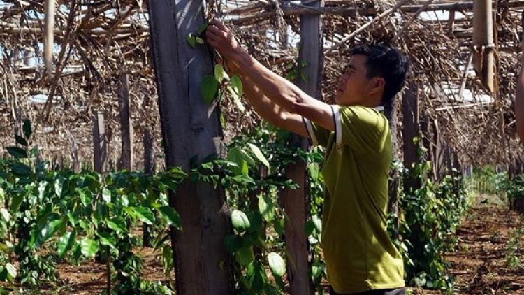 Đắk Lắk: Giới trẻ hướng đến nông nghiệp sạch (30/3/2018)