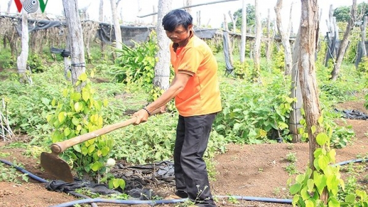 Gia Lai: Hệ lụy của tình trạng cho thuê đất sản xuất trong vùng đồng bào dân tộc thiểu số  (06/03/2018)