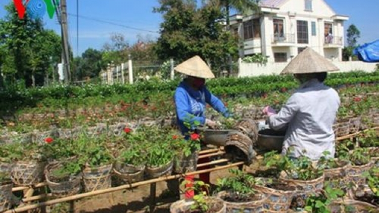 Chia sẻ con giống, hỗ trợ nông dân thích ứng biến đổi khí hậu (7/4/2018)