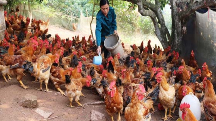 Nâng cao hiệu quả chăn nuôi gà vườn đồi (29/4/2018)