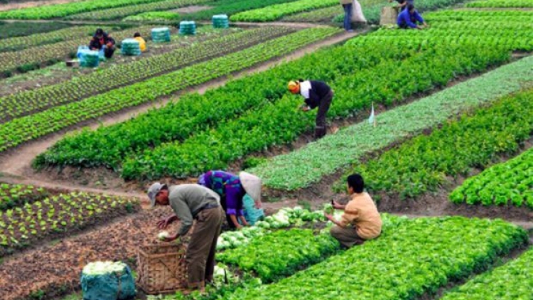 Sản xuất sạch góp phần xây dựng nông thôn mới (19/4/2018)